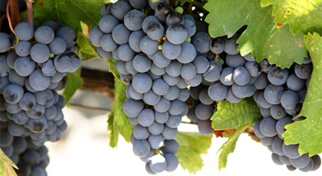 赤霞珠_(kāi)副本 赤霞珠_(kāi)副本